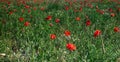 countryside landscape, poppy field with daisies. flowers that grow spontaneously on uncultivated land. Royalty Free Stock Photo