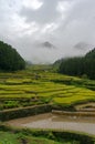 Countryside landscape of rice paddy terraces going up the hill Royalty Free Stock Photo