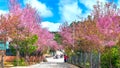 Countryside landscape with rows of cherry blossoms blooming along road and silhouette of people walking along