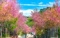 Countryside landscape with rows of cherry blossoms blooming along road and silhouette of people walking along