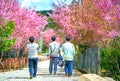 Countryside landscape with rows of cherry blossoms blooming along road and silhouette of people walking along