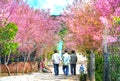 Countryside landscape with rows of cherry blossoms blooming along road and silhouette of people walking along