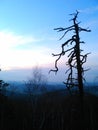 Countryside landscape with solitary dry tree at evening dusk