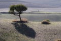 Countryside landscape with a solitary tree Royalty Free Stock Photo