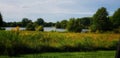 Landscape view of yellow wild flower field and pond at the Holden Arbortum in Kirtland, Ohio Royalty Free Stock Photo