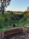 Countryside landscape with tree trunks, trees, green bush, sunny day and blue sky. Black cat with green eyes, sitting looking at Royalty Free Stock Photo