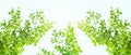 Earth Day concept: green leaves and branches on white background for abstract texture environment nature