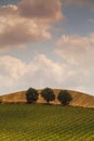 Countryside landscape in Val d`Orcia, Tuscany, Italy Royalty Free Stock Photo