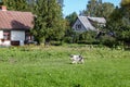 Countryside landscape view with small shetland sheepdog puppy walking