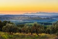 Countryside landscape, Vineyard in Chianti region at sunset. Tuscany. Italy Royalty Free Stock Photo