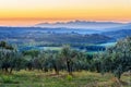 Countryside landscape, Vineyard in Chianti region at sunset. Tuscany. Italy Royalty Free Stock Photo