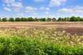 Countryside landscape with weed and cultivated farm field