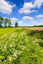 Countryside landscape with weed and cultivated farm field