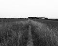 Countryside landscape with wheats and trees