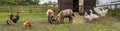 Countryside landscape whis geese, chickens, turkeys graze, sheeps in poultry yard on green grass. Rural organic nature