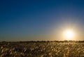 Countryside landscape with wild foxtail grass at sunset