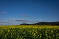 A countryside landscape with yellow canola field, blue sky with copyspace. Royalty Free Stock Photo