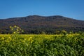 A countryside landscape with yellow canola field and Sleza mountain, Poland. Royalty Free Stock Photo