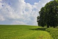 Countryside landskape field and tree Royalty Free Stock Photo