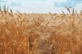 Countryside, large field with rye, spikelets of wheat, summer day, photo of beautiful nature, golden grain under bright blue sky, Royalty Free Stock Photo