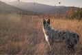 Shepherd dog in the hills looking away in a scenic  sunset light Royalty Free Stock Photo