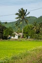 Countryside living: small white house under the palm tree with rice field round. Romantic picture of asian life style Royalty Free Stock Photo