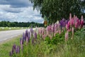 Countryside with lupines