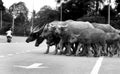 A group of water buffalo crossing the road