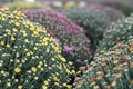 Chrysanthemum shrubs 2767