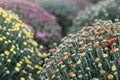 Chrysanthemum shrubs 2768