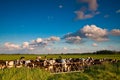 Countryside with meadow and cows Royalty Free Stock Photo