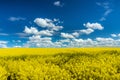 Countryside meadow. Rural landscape with yellow blossom rapeseed oil field against colourful blue sky at sunny spring time Royalty Free Stock Photo