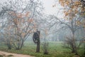 Countryside Misty fall. Wooden wheel in a garden. Trees with few leaves hanging