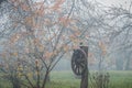 Countryside Misty fall. Wooden wheel in a garden. Trees with few leaves hanging