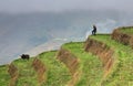 Countryside, mountain landscape, lonely rural shepherd in rice t Royalty Free Stock Photo