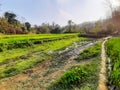 Countryside muddy varea with green paddy field Royalty Free Stock Photo