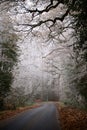 Countryside narrow road with white winter trees and crisp fallen leaves