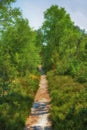 Countryside narrow straight dirt road. Beautiful landscape view of a row of trees and a road in the forest. Narrow dirt