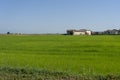 Countryside near Vercelli, Italy, at summer