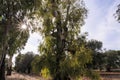 Countryside of olive fields in Salento, Italy