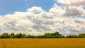 Countryside Panorama, Landscape With Blue Sky With Small Clouds Above A Golden Wheat Field
