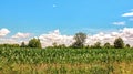 countryside panorama, landscape with blue sky with small clouds over a green cornfield. Royalty Free Stock Photo