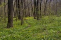 countryside path, early spring forest thickets, rich flower weed vegetation, tree trunk, winding desolate bicycle route, European