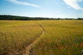 Countryside path through sereal fields with poppies flowers Royalty Free Stock Photo