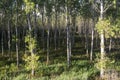 Countryside of Pavia (Italy): poplars Royalty Free Stock Photo