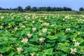 Countryside plantation of cream white blooming lotus flowers with green leaves growing in lake water. Beautiful scenic sunny day