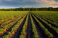 Countryside with potato field Royalty Free Stock Photo