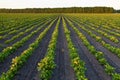 Countryside with potato field and trees Royalty Free Stock Photo