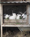 Countryside.Rabbit droppings as organic fertilizer.Domestic rabbits.Adult rabbits are kept in a cage behind a wire frame