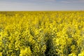 Countryside rape field Brassica napus landscape with yellow flowers,rape against blue sky. Royalty Free Stock Photo